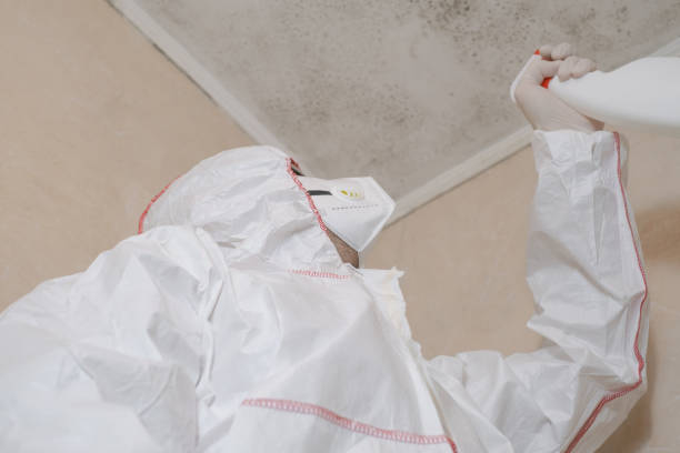 Best Bathroom Mold Remediation in Warrensburg, MO