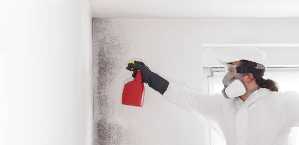 Best White Mold Remediation in Warrensburg, MO