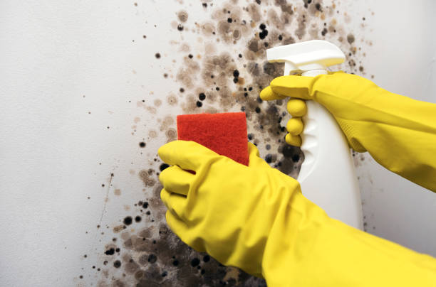 Best Attic Mold Remediation in Warrensburg, MO
