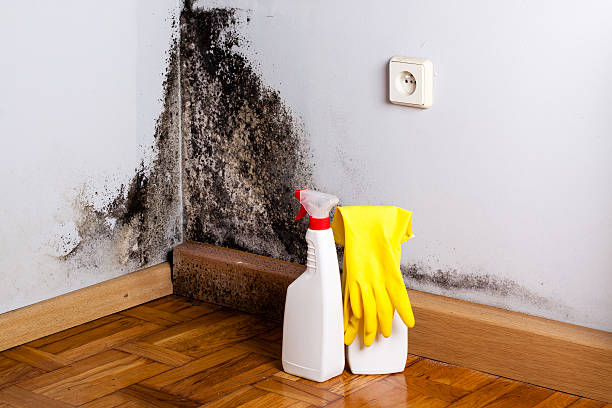 Trusted Warrensburg, MO Mold Remediation Experts