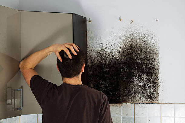 Best Residential Mold Remediation in Warrensburg, MO
