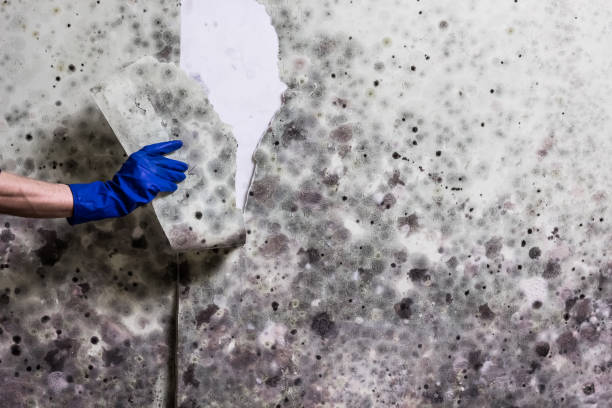 Best Mold Remediation for Schools in Warrensburg, MO