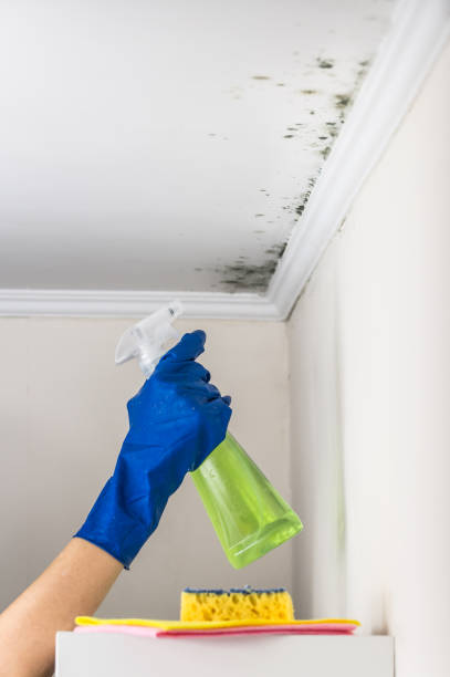 Best Localized Mold Remediation (e.g., coastal areas, humid climates) in Warrensburg, MO